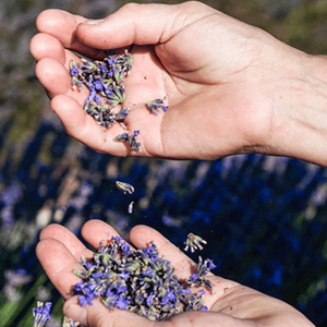 Lavender Hand Cream