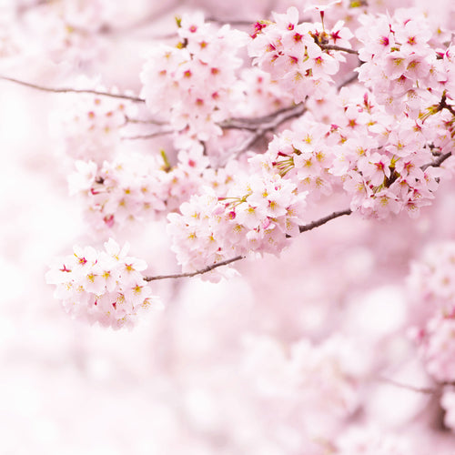 Cherry Blossom Hand Cream